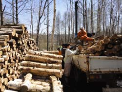 原木の運搬作業