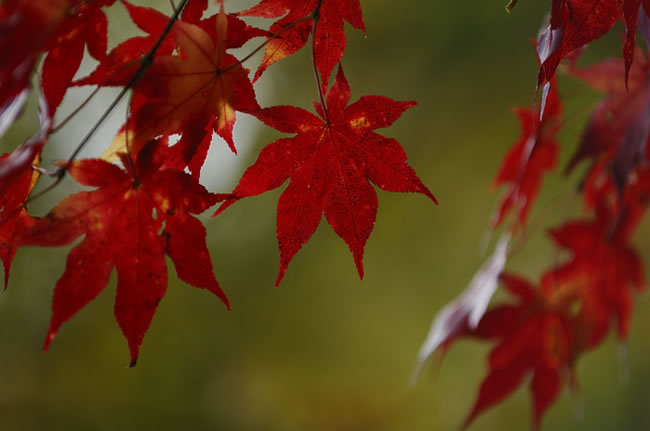 紅葉