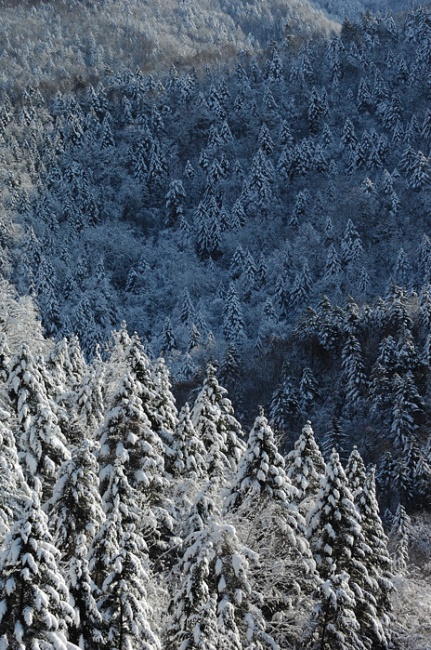 雪景色