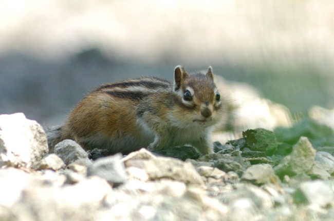 エゾシマリス