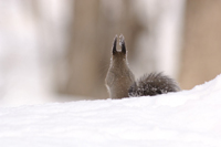 雪の上を歩くエゾリス