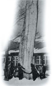 ニレの木を囲む人たちの写真