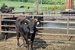 牧場の中の和牛