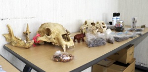 「ひぐまひろば1」