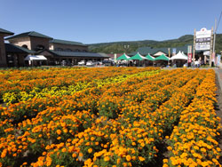 道の駅入り口の花畑