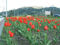 道の駅の花壇