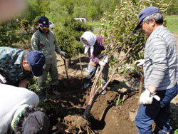 サクラの植樹作業