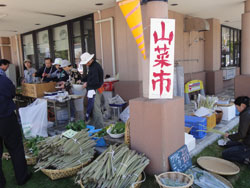 販売されているたくさんの占冠産の山菜