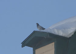 屋根の上に鳩
