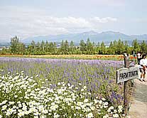 中富良野町のファーム富田