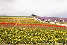 上富良野町かんのファーム