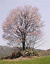 高桑さんの桜