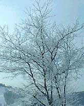 美しく樹氷を纏った木々