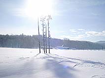 木に火がついたように差し込む日差し